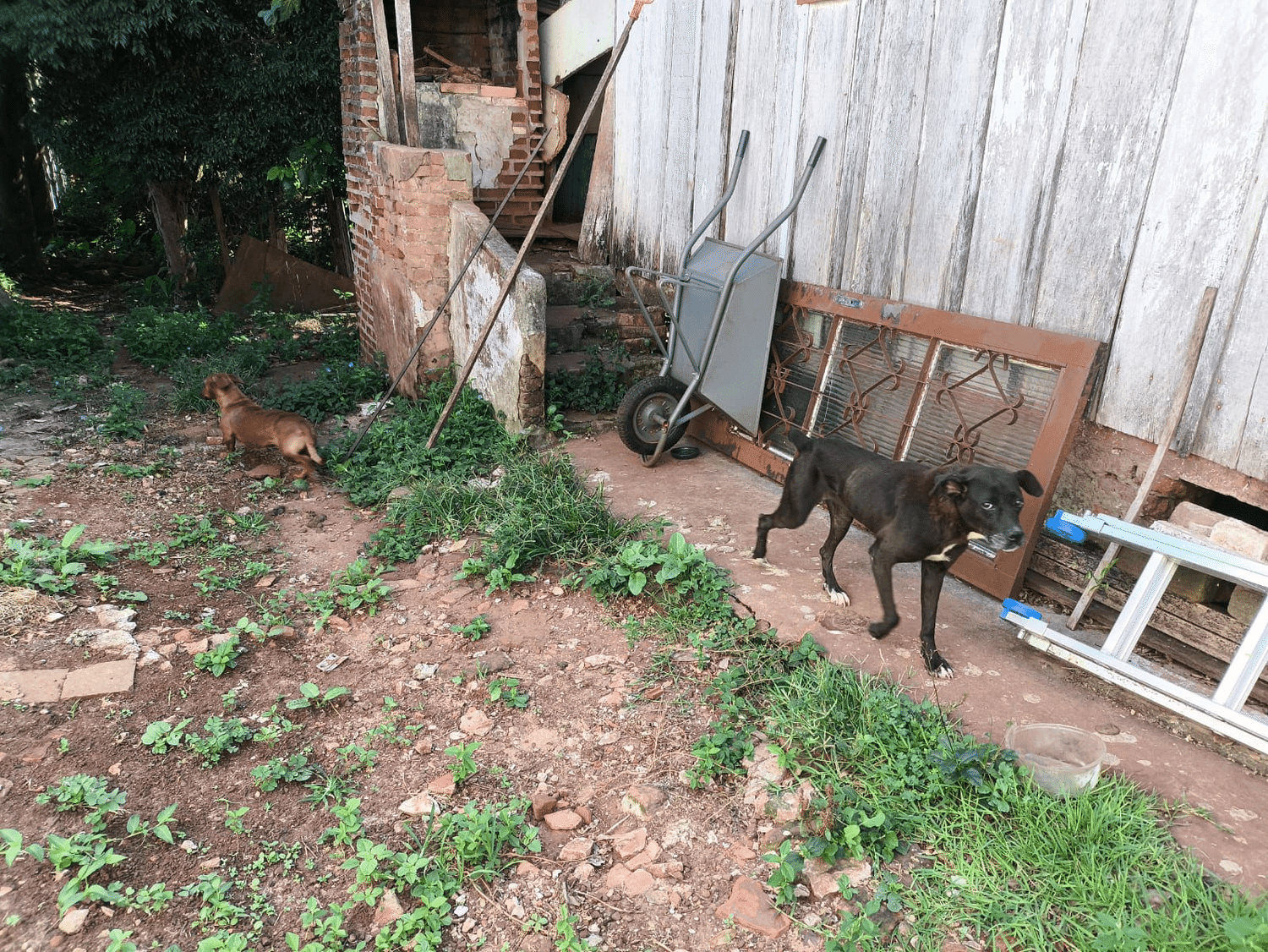 Imagem 2