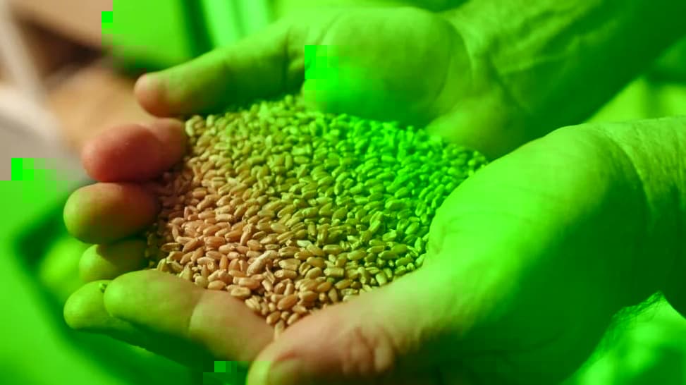 Secretaria da Agricultura abre inscrições para distribuição de sementes em Rodeio Bonito